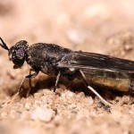 Ritrovato nella tomba di Isabella d’Aragona un insetto inaspettato