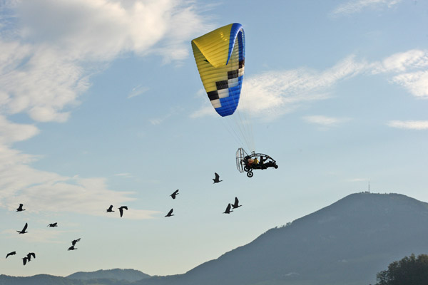 Gli Ibis eremita seguono gli scienziati sulla nuova rotta migratoria. Foto: Waldrappteam.