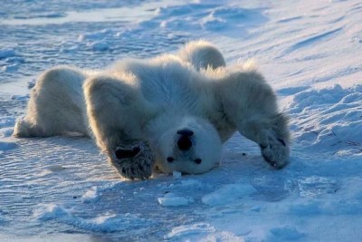 Orso polare - Greenpeace 