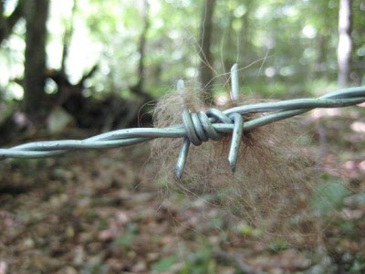 Ciuffo di pelo lasciato da un orso attirato dall’esca odorosa. È dalla radice dei peli di guardia (quelli spessi e lunghi) che si estrae e sequenzia il DNA ai fini del riconoscimento individuale tramite determinazione del genotipo  Foto: Università La Sapienza