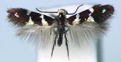 Questo è un esempalre adulto di Antispila oinophylla.  Crediti: NCB Naturalis