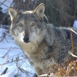 Medwolf, ridurre il conflitto fra uomo e lupo