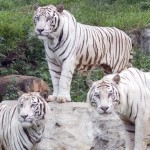 Risolto il mistero delle tigri bianche