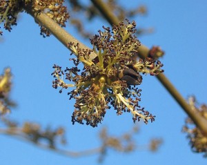 frassino