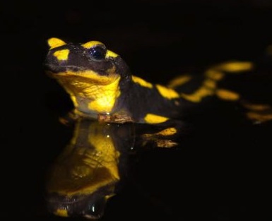 Salamandra