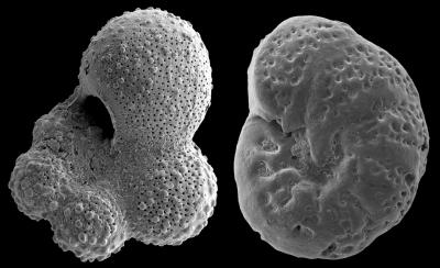 I gusci di foraminiferi in Tanzania esaminati da MacLeod e fotografati al microscopio a scansione hanno il guscio del diametro di 0,5 millimetri. A sinistra, un esemplare planctonico, a destra un bentonico. (fonte: Università del Missouri)