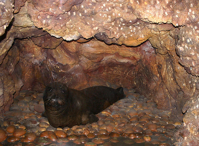 Foca Monaca