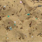 Scoperti alcuni effetti delle microplastiche sui vermi marini