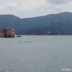 Cetacei all’Elba: minacciati da impatti con le navi e sonar