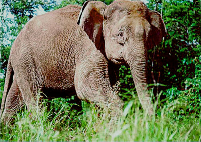 Borneo-elephant-PLoS_Biology