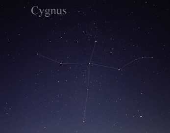 Cygnus