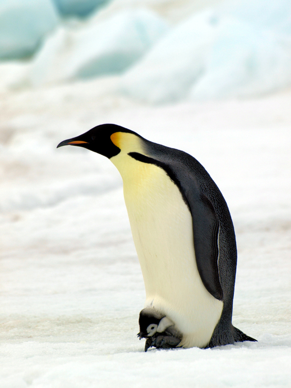 Pinguini imperatore   Foto: British Antarctic Survey