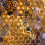 Dal veleno delle api una cura contro l’HIV