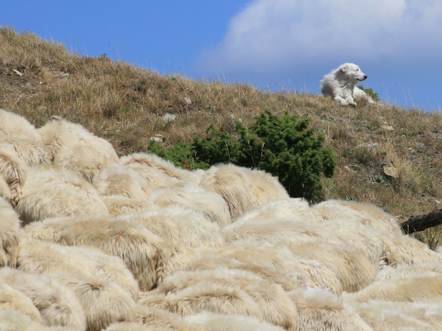 Cani guardianìa allevamenti