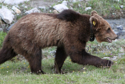 M13, 30 giugno 2012, Val Müstair © Ufficio per la caccia e la pesca dei Grigioni (AJF)