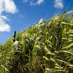 Colture perenni di biocarburante: meno azoto nell’ambiente