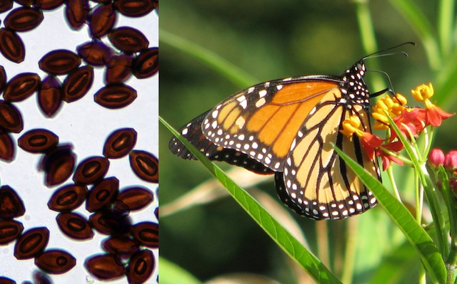 La farfalla monarca è vettore di un parassita che viene diffuso nei luoghi in cui la farfalla si riproduce.  Crediti: P. Davis and S. Altizer