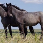 I cavalli comunicano fra loro con gli occhi e le orecchie