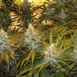 Cannabis a scopo terapeutico, la Sicilia dice sì