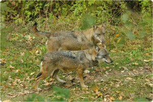 Il lupo appenninico, uno dei simboli della biodiversità e della tutela della natura in Italia (Foto Nazareno Polini - Archivio PNMS)