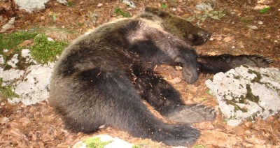 Orso morto molise