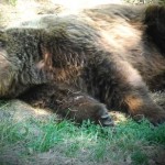 Il “male oscuro” che uccide gli orsi