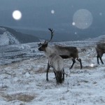 Renne a rischio: in Lapponia le fanno fluorescenti