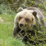 L’orso marsicano di nuovo nei paesi, ancora polemiche sugli orsi confidenti in Abruzzo
