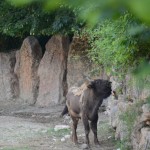 Il bisonte Ulisse nato in Italia in viaggio verso i Carpazi per Rewilding Europe