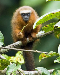 Yasuni park-Ecuador-fauna