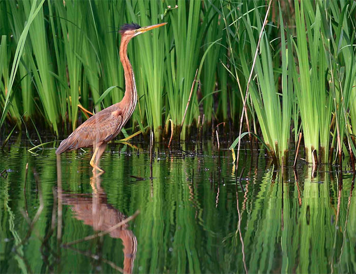 Airone rosso. Crediti: A. Cambone/R. Isotti - Homo ambiens