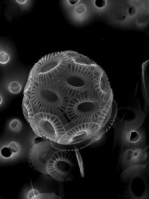 Alghe calcaree fossili della specie Emiliania huxleyi usate per determinare la salinità del Mar Egeo settentrionale tra gli 11000 e i 5000 anni fa (crediti: Jorg Bollmann)