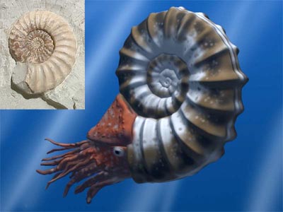 Ammonite, estinta 65 milioni di anni fa. Sono stati ritrovati esemplari di oltre due metri