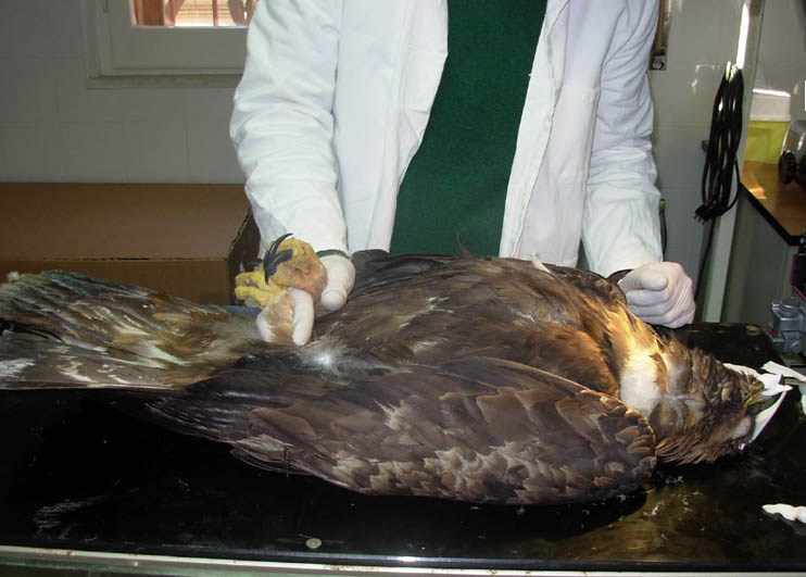 Aquila ferita dai bracconieri nel Parco dei Sibillini. Fonte Parks.it