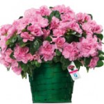 Un’ azalea per prevenire i tumori delle donne