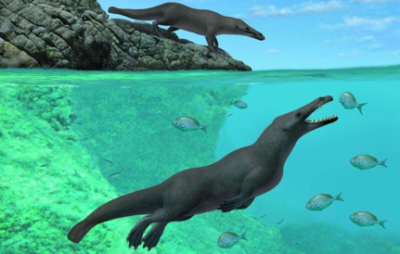 Raffigurazione artistica di due esemplari di Peregocetus, uno a terra, l'altro in acqua