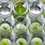 Stati Uniti: quante alghe si possono coltivare per produrre biocarburante?