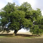 Potenza, 5 alberi secolari protagonisti della “Carta degli alberi Padri”