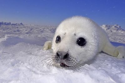 cucciolo-foca