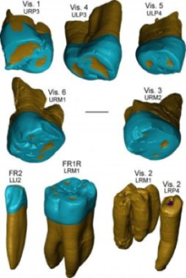   Rappresentazione virtuale dei denti di Visogliano e di Fontana Ranuccio (crediti: Zanolli et alii, 2018 CC-BY)