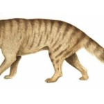 Nimbacinus dicksoni, il marsupiale carnivoro estinto