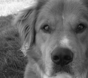 Animali domestici e scelte difficili: cosa fare quando si ammalano gravemente?