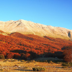 Abruzzo: nuova legge forestale apre al restauro dei boschi