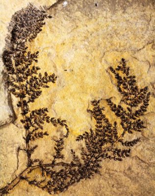 Fossile intatto di Montsechia vidalii (crediti: David Dilcher)