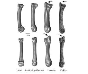 fossil human hand