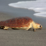 Il Mare nostrum croce e delizia per le tartarughe
