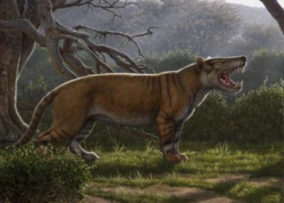Simbakubwa kutokaafrika, il gigantesco carnivoro del continente africano