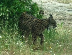 Lince a sorpresa in Appennino: intervista a Silvano Toso, esperto ISPRA