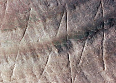 Dettaglio delle incisioni sulla conchiglia di Pseudodon del sito di Trinil, Isola di Giava (crediti: Wim Lustenhouwer, VU University Amsterdam)