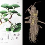Straordinaria fotografia dei primi insetti impollinatori 110 milioni di anni fa